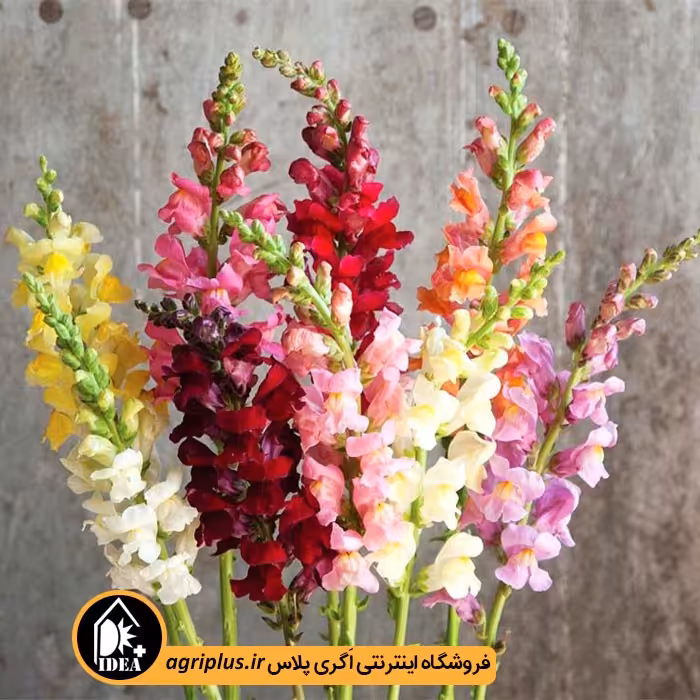 بذر گل میمون بسته بندی خانگی