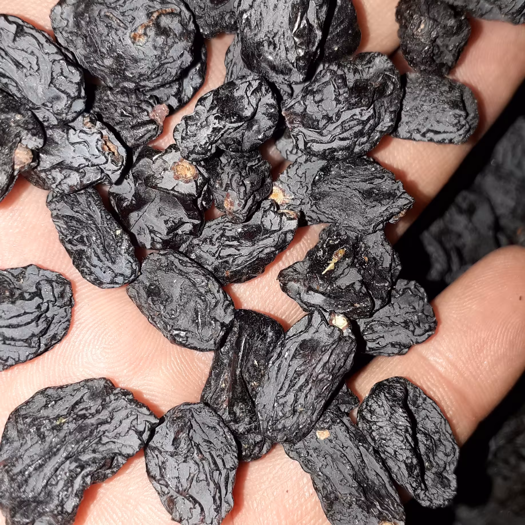 مویز سیاه ایرانی هسته دار وهسته ترد 900گرم حالص