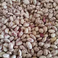 لوبیا چیتی(10000)