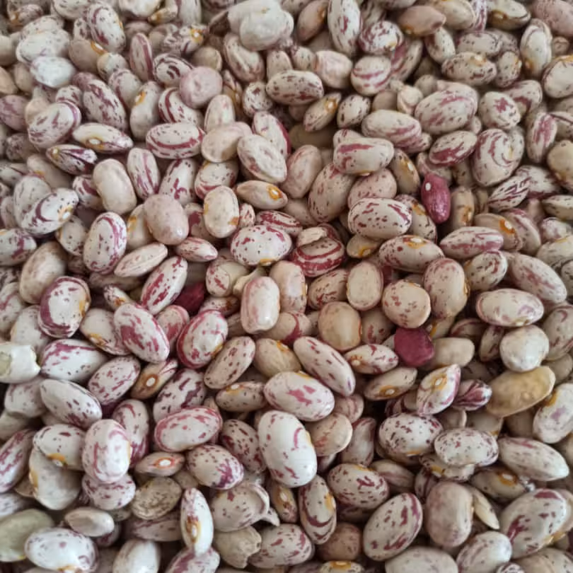 لوبیا چیتی(10000)