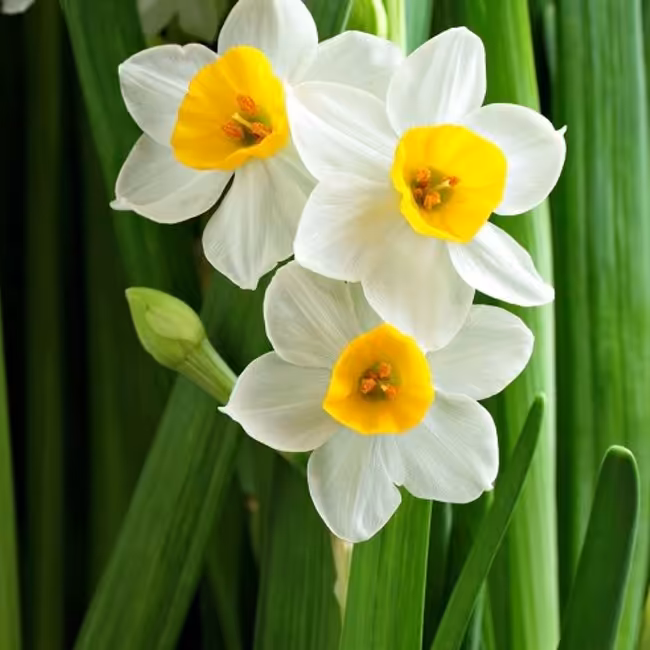 فروش ویژه پیاز گل نرگس شیراز جهت تبلیغ کار (مستقیم از باغدار) یک عدد