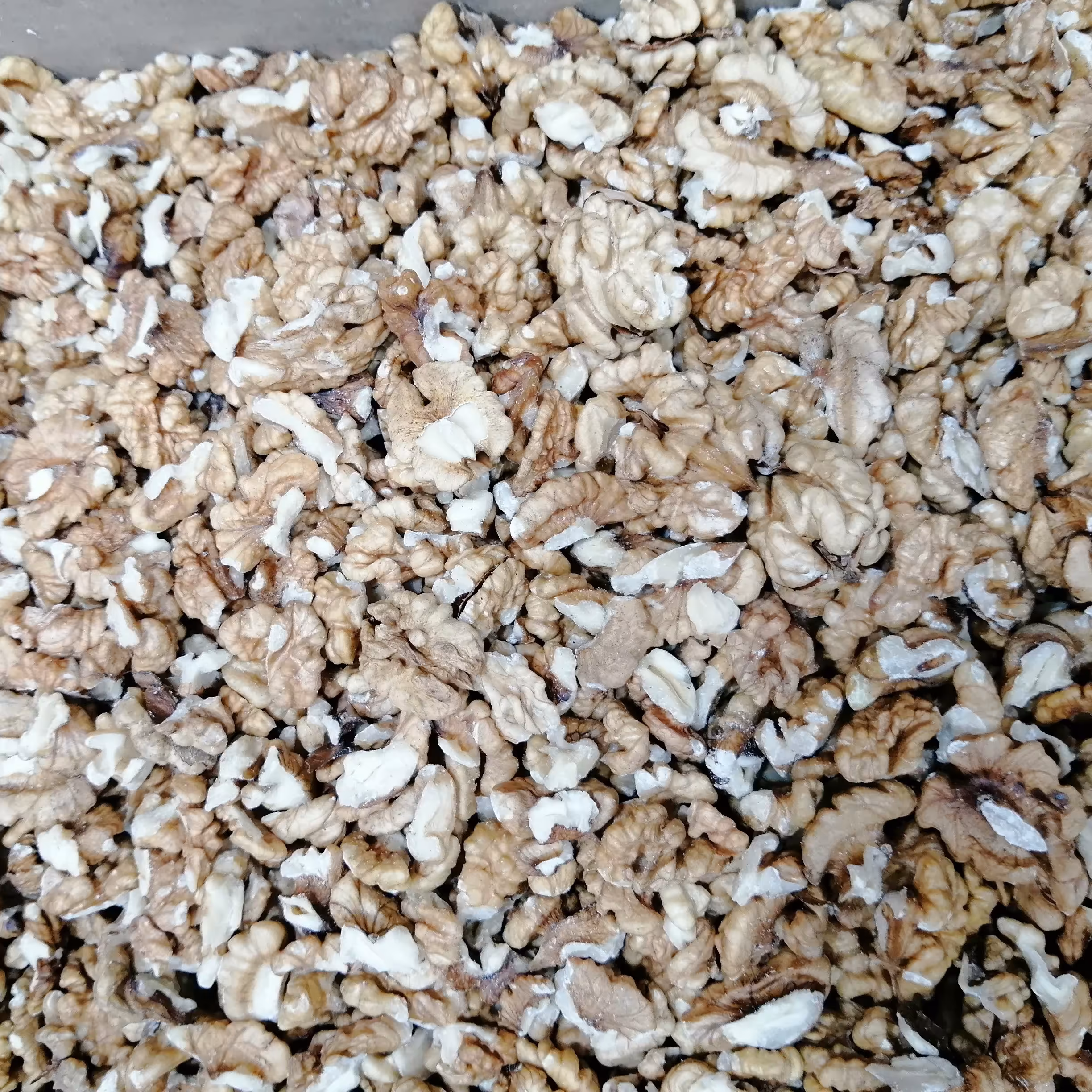 مغز گردوی سفید واقتصادی