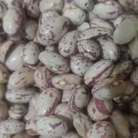 لوبیا چیتی کالپوش 