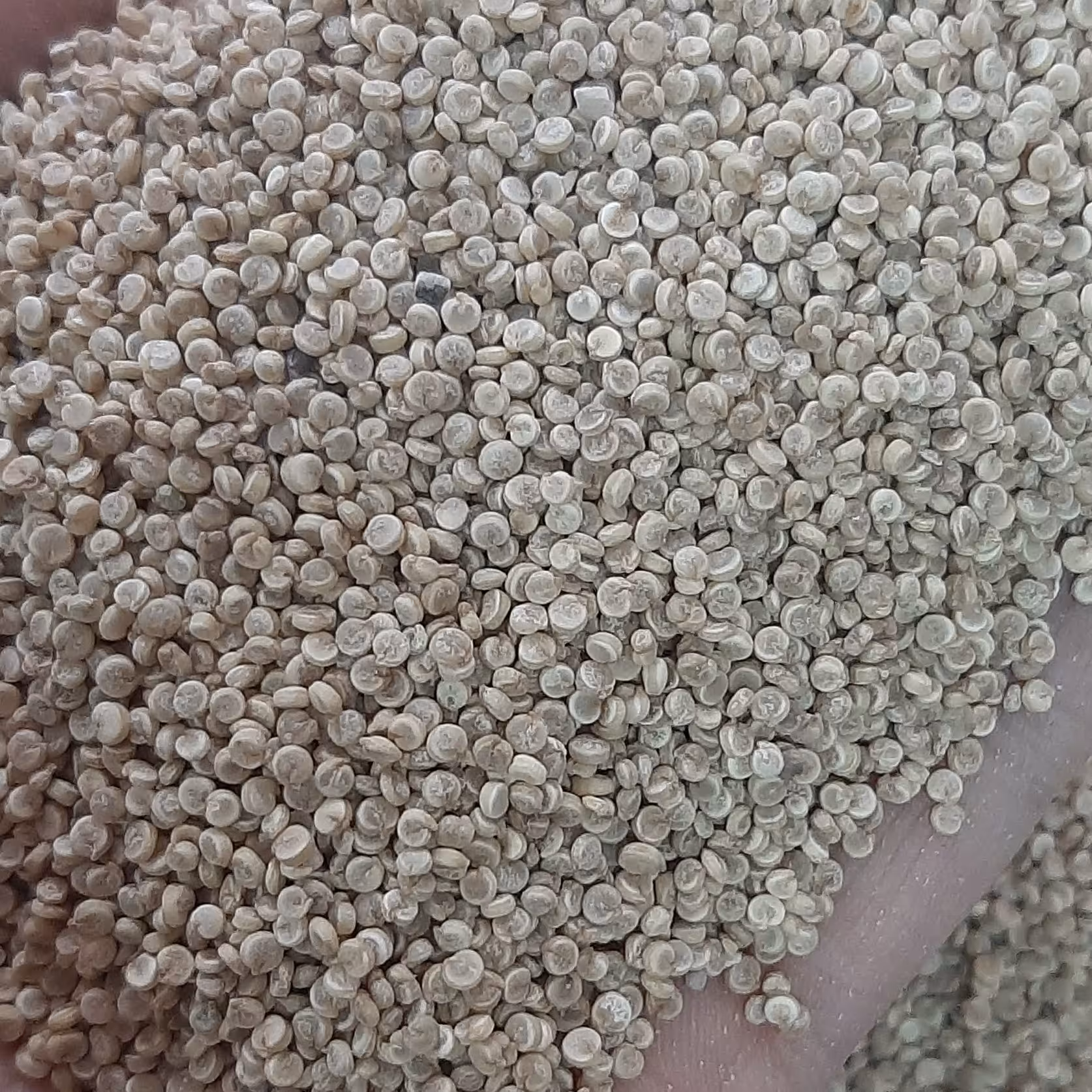 کینوا طلایی خاویار گیاهی 1کیلویی