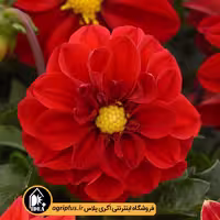 بذر گل کوکب بذری Figaro پن امریکن