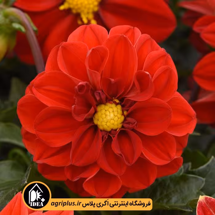 بذر گل کوکب بذری Figaro پن امریکن