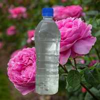 گلاب دو آتیشه 1 کیلویی میرزا(مستقیم ازتولیدکننده)