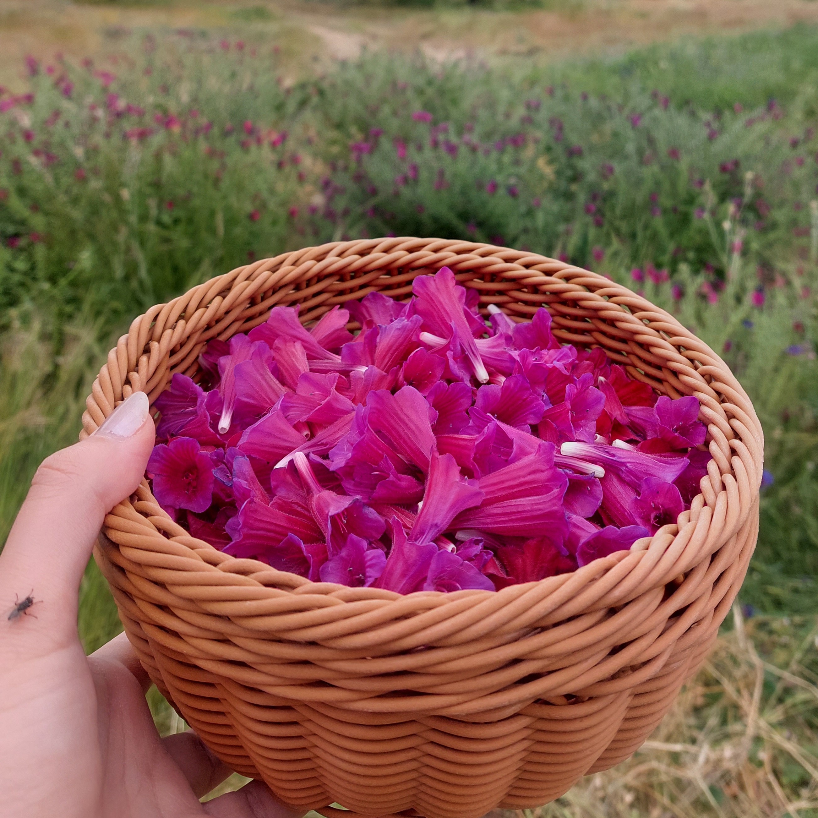 گل گاو زبان تازه