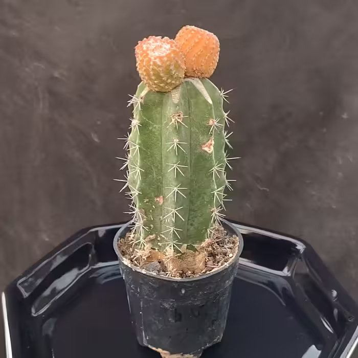 کاکتوس دیسکو هورستی