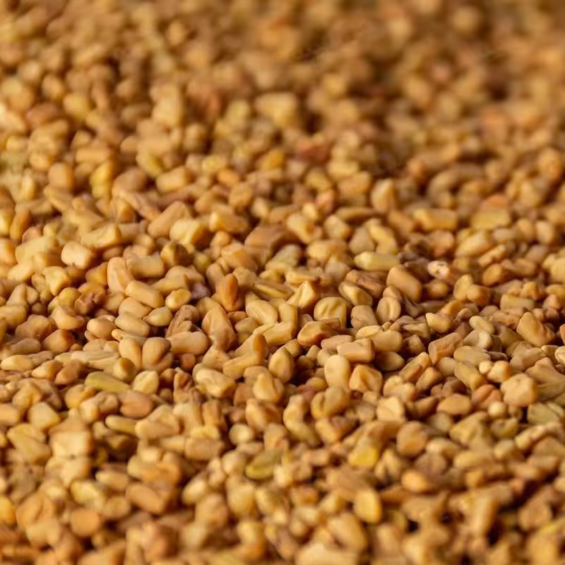 تخم شنبلیله هندی (5کیلویی)