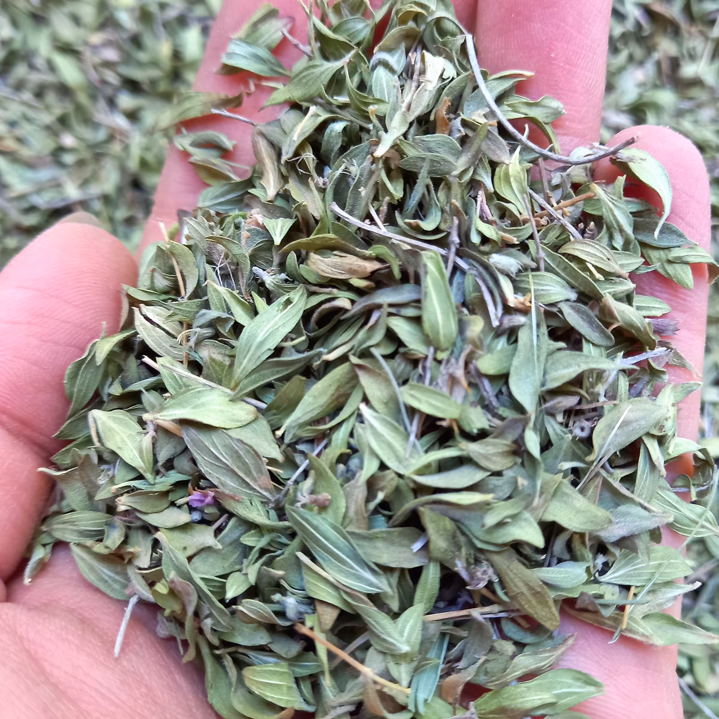 برگ آویشن 20 گرمی بسیار تمیز و خوش رنگ و پر خاصیت 