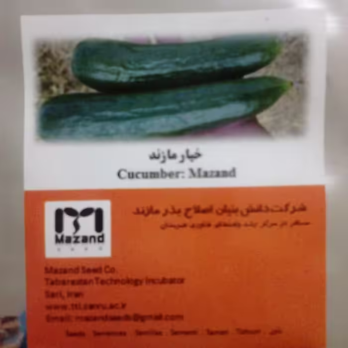 بذر خیارمازند پاکت 1000 عدد سبزتیره و بسیار بازارپسند
