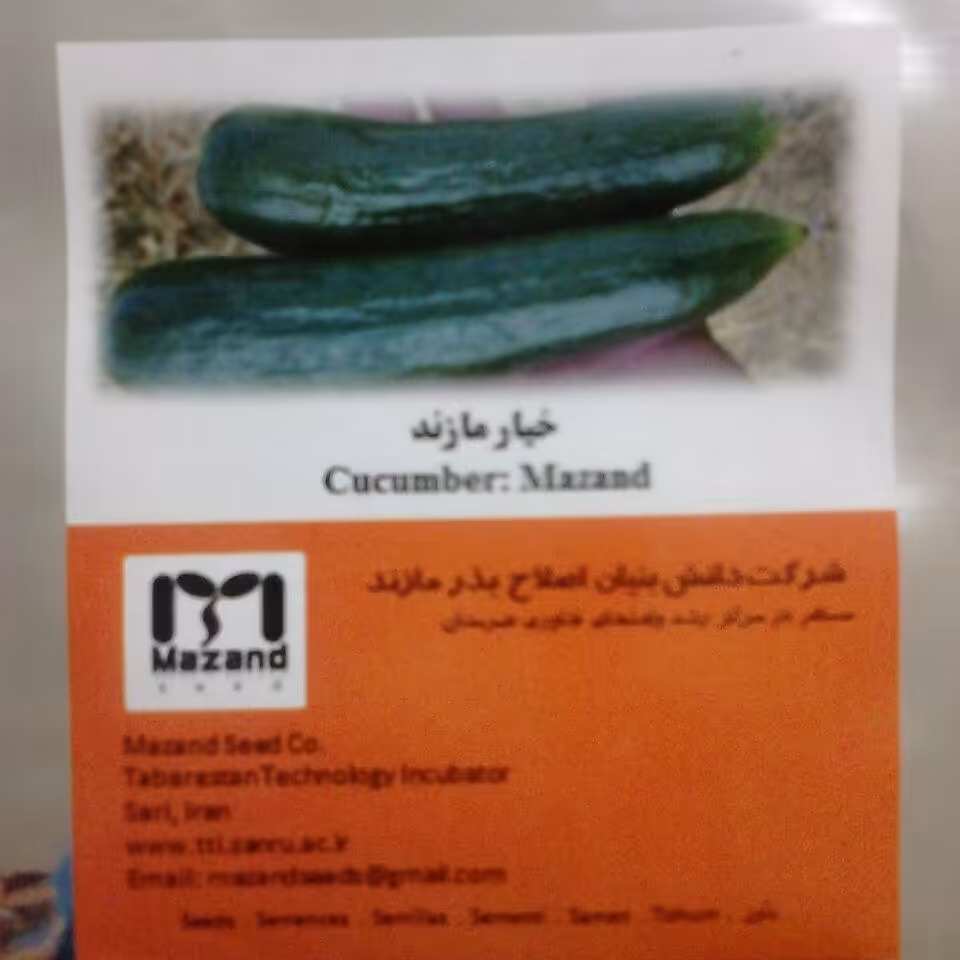 بذر خیارمازند پاکت 1000 عدد سبزتیره و بسیار بازارپسند