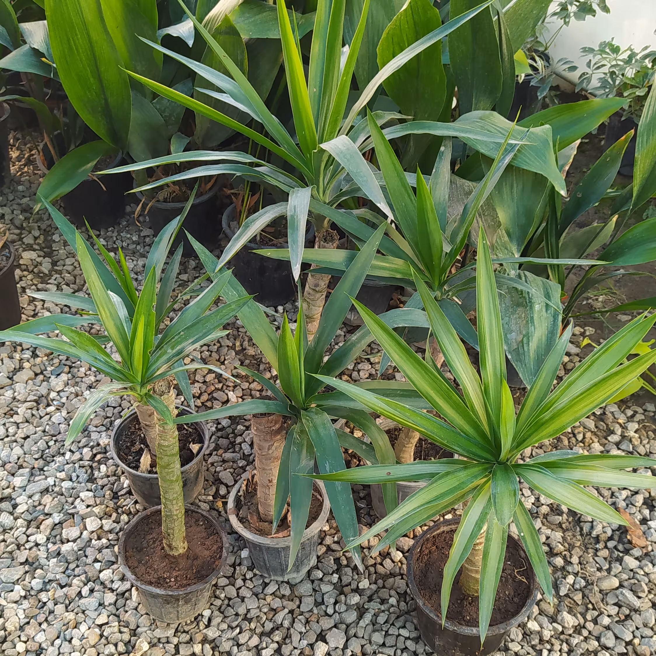 گل یوکا گیاه تنه دار (پس کرایه)