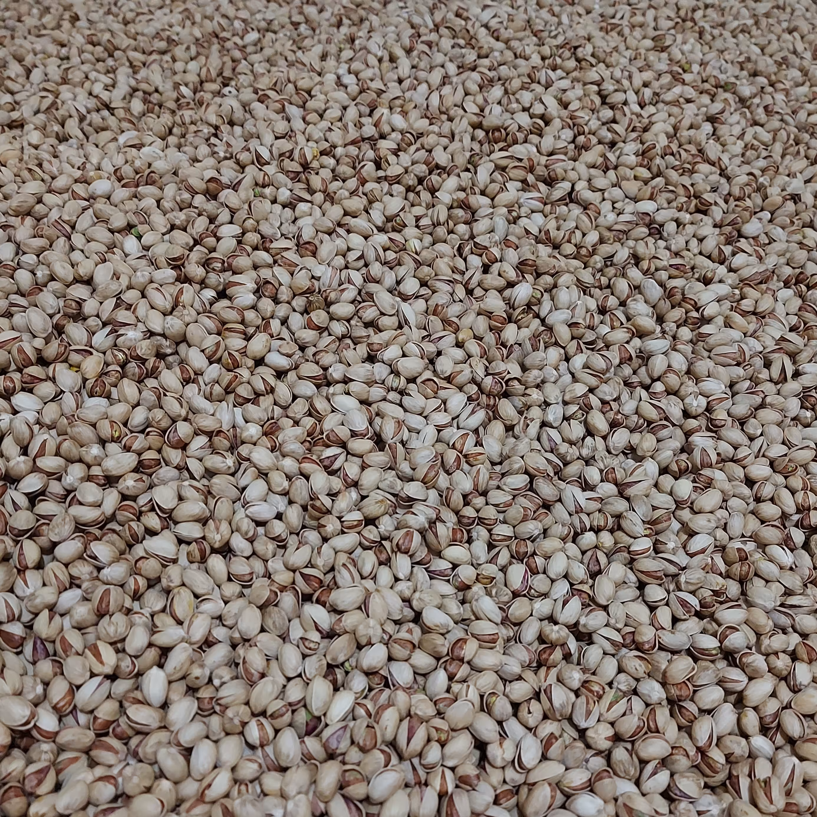 پسته فندقی 5 کیلوگرم  ارسال رایگان