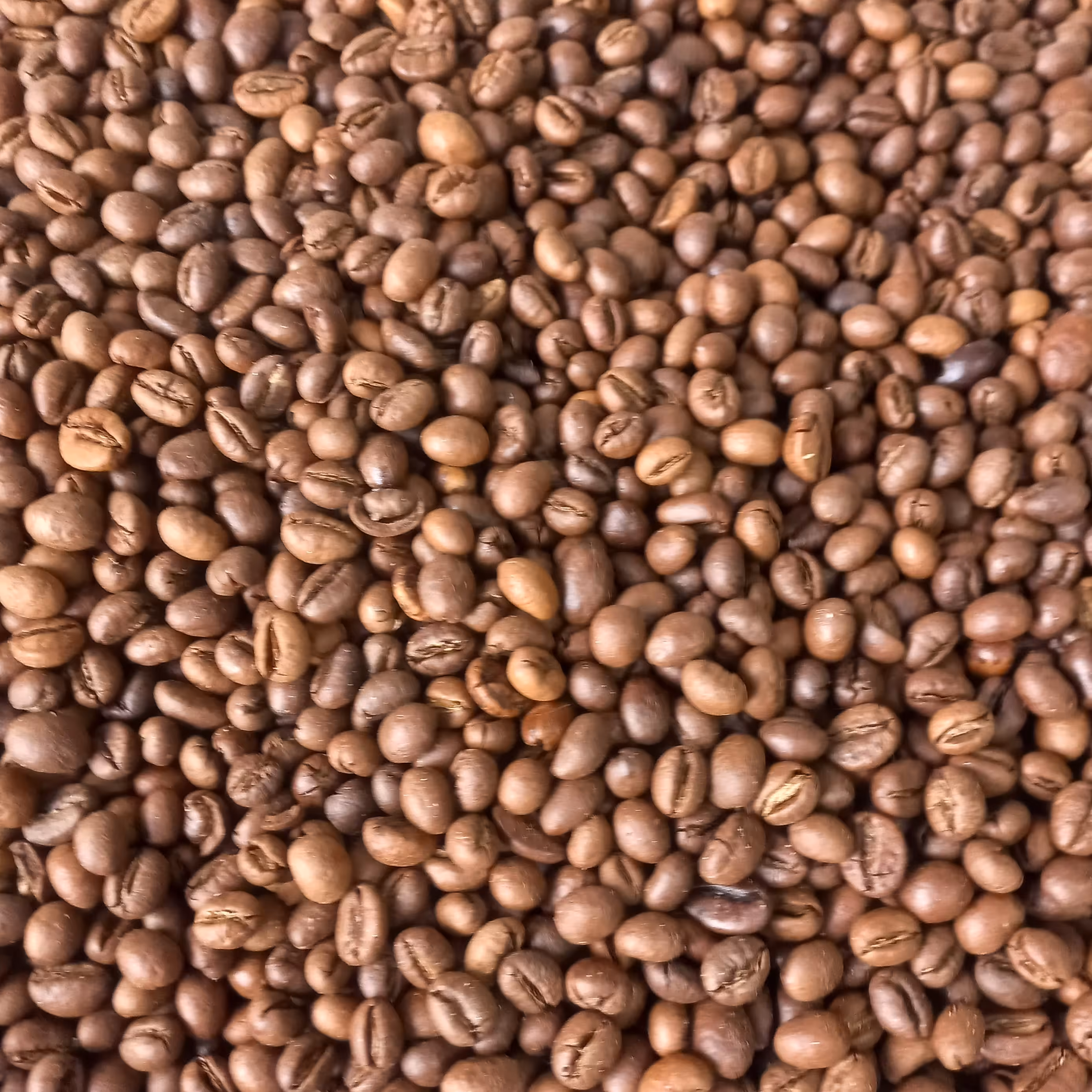 دان قهوه پی بی روبوستا رست تازه انرژی زیاد فول کافی طعم عالی