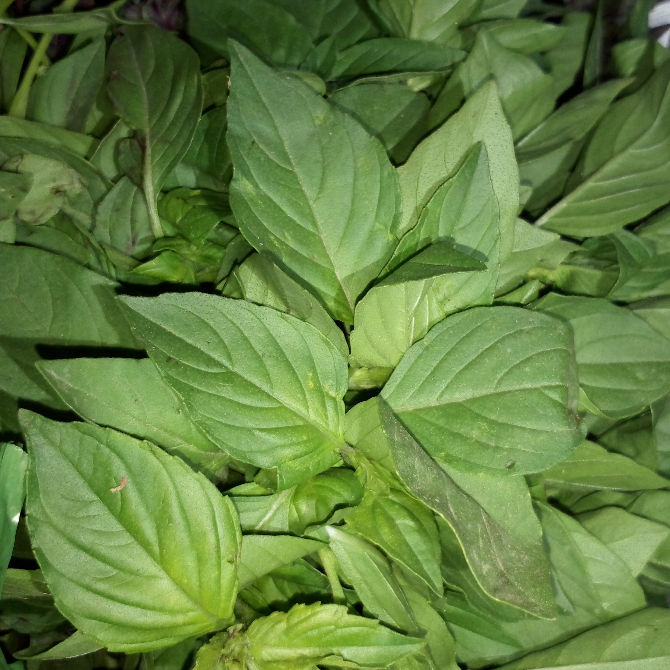 بذر ریحان سبز اعلاء بسته 250 گرمی تولید 1403