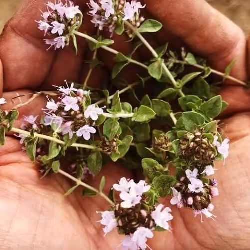 آویشن شیرازی برگ پهن 100 گرمی با ارسال رایگان