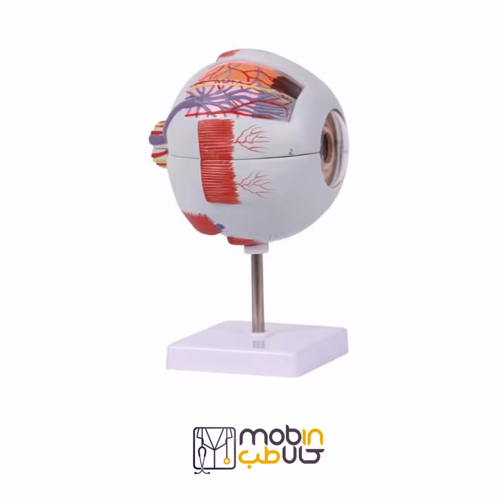 مولاژ چشم 20 برابر اندازه طبیعی