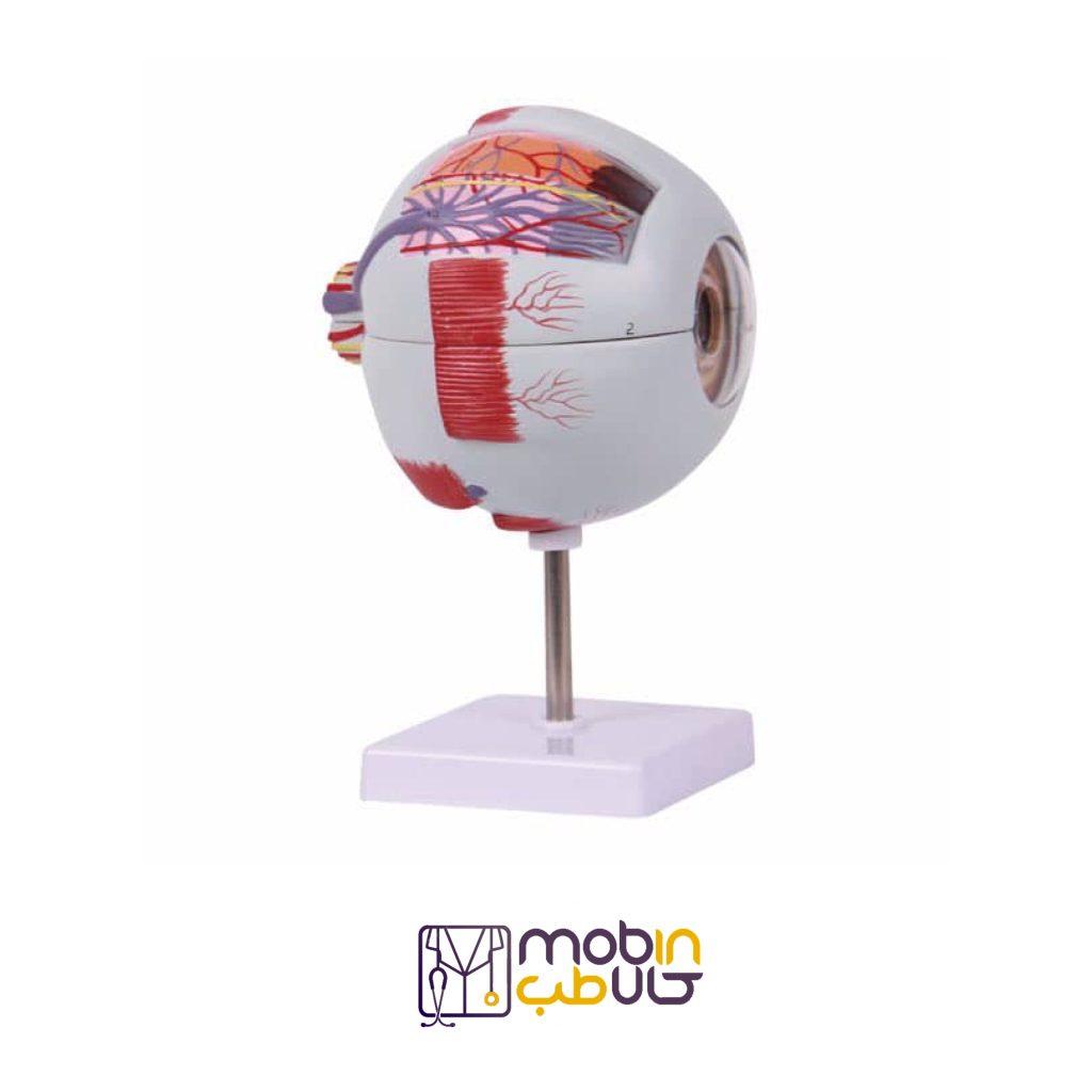 مولاژ چشم 20 برابر اندازه طبیعی
