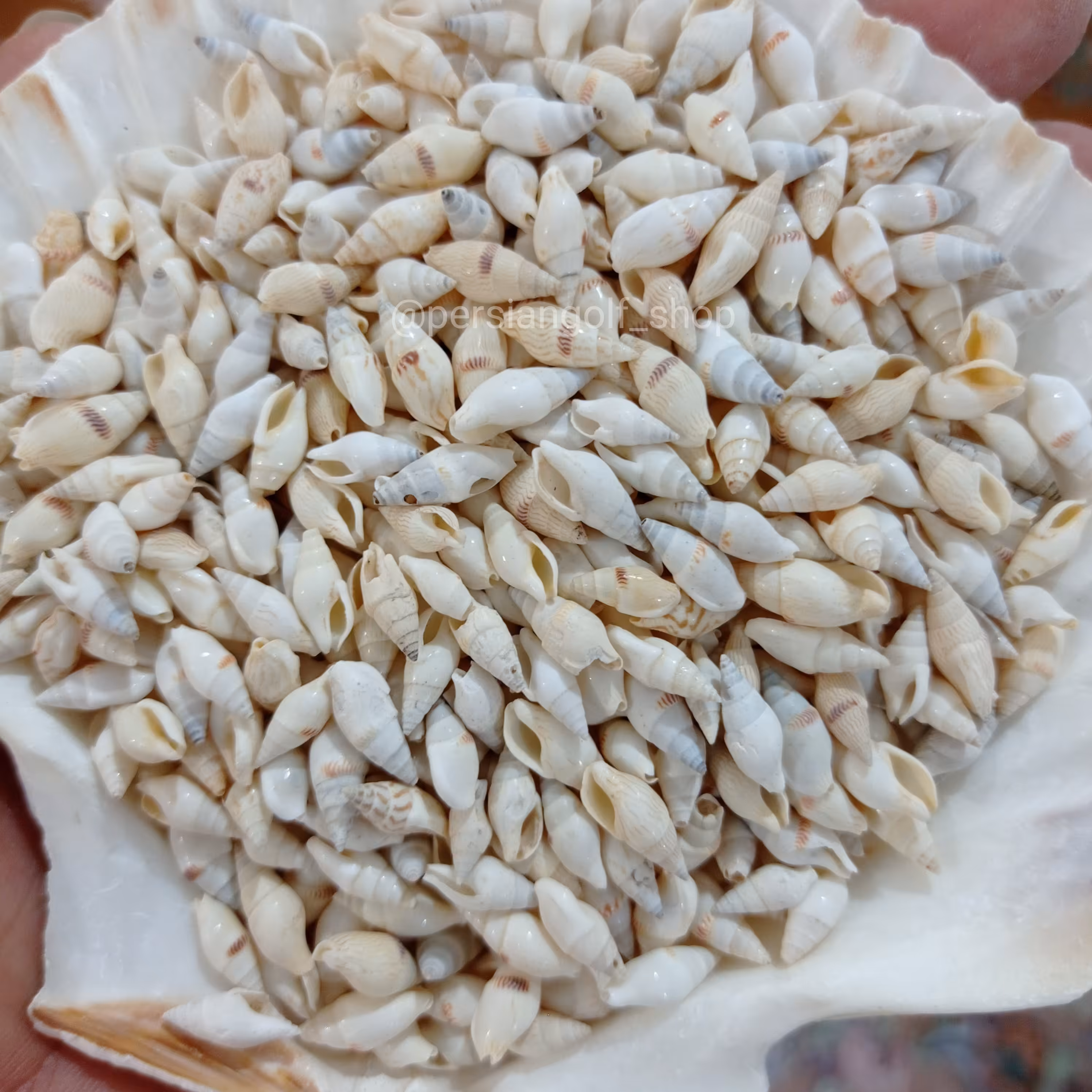 صدف گندمی سفید با رنگ طبیعی سایز نیم الی 1  سانت  بسته 40 گرمی