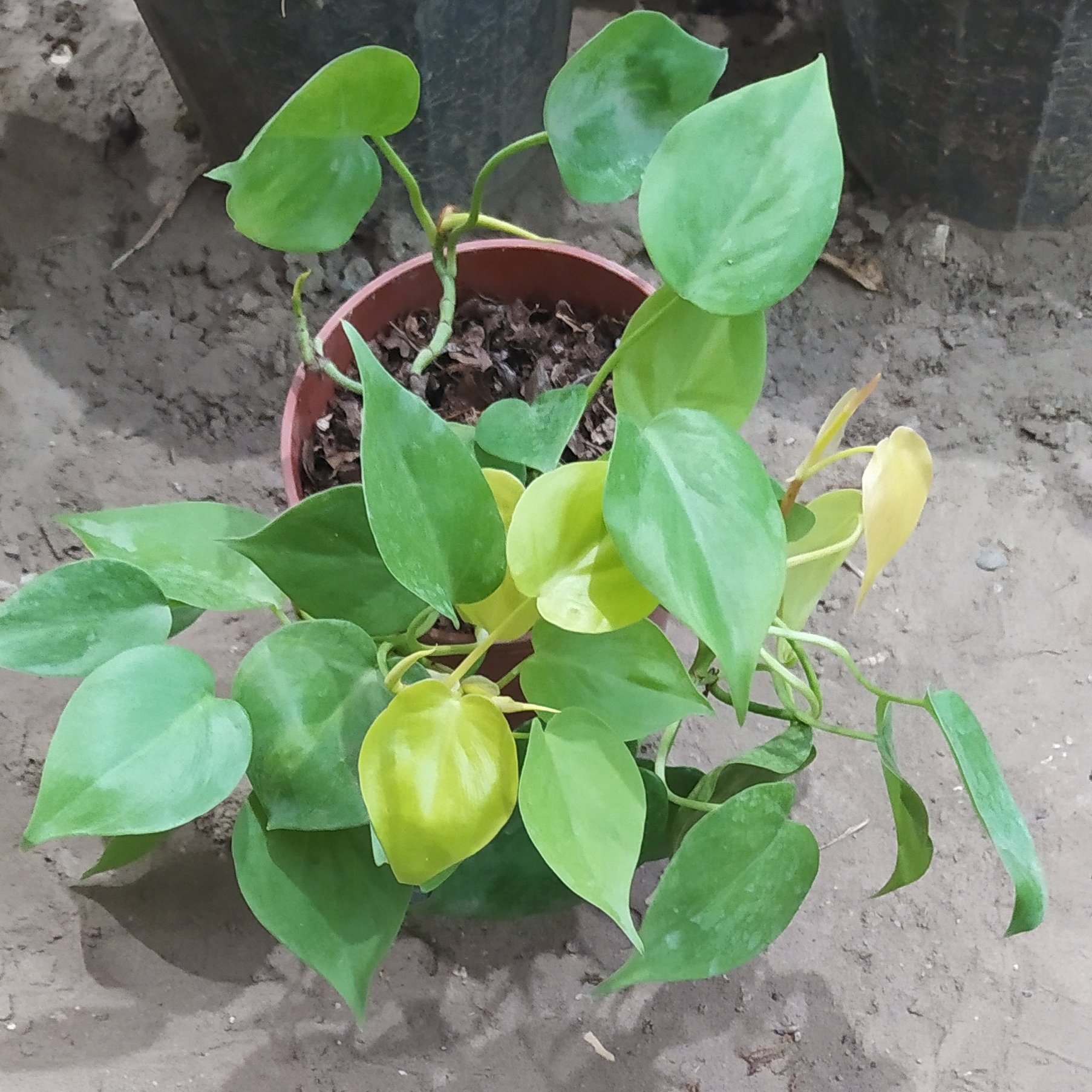 اسکاندیس نوئون