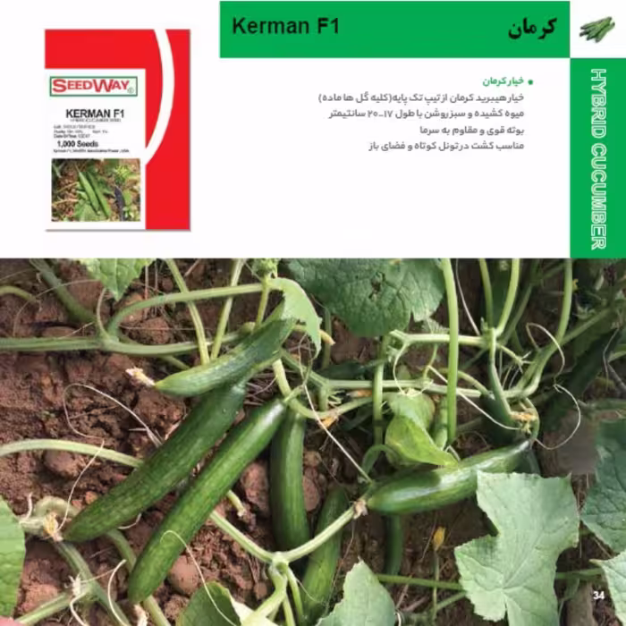 بذر خیار کرمان