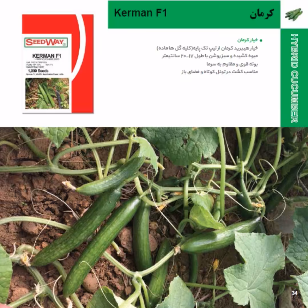 بذر خیار کرمان