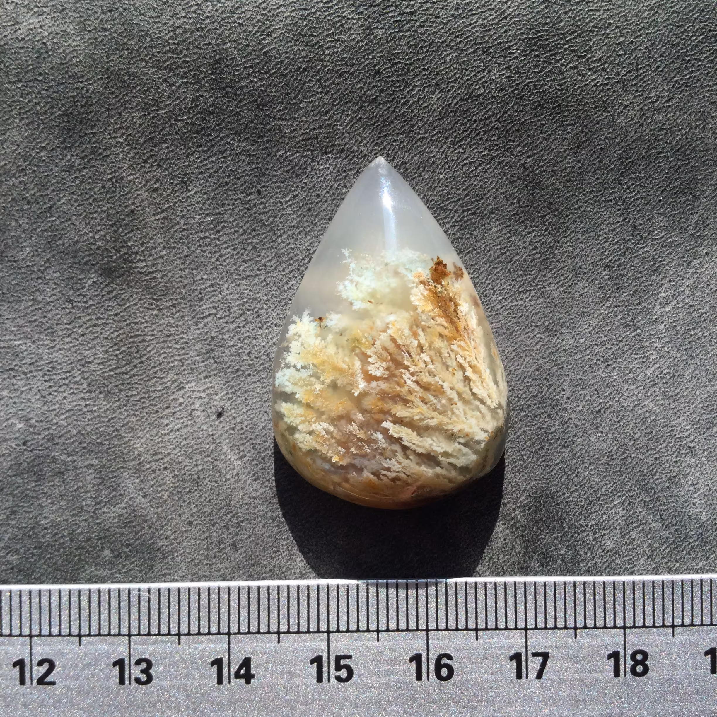 شجر ناب فردوس تراش اشکی زمینه سفید