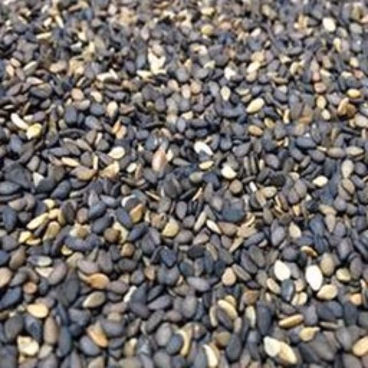 کنجد بو داده بی نمک 100گرم 