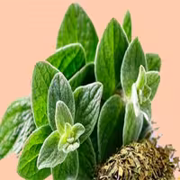 پونه کوهی خشک