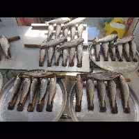 ماهی سفید وکفال