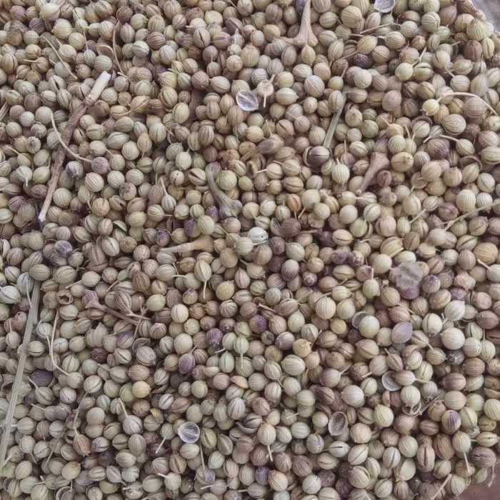 تخم گشنیز 50 گرمی
