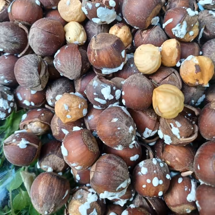 فندق تازه بو داده شده درجه یک برداشت امساله 250 گرمی محصولی از باغات فندق دیلما