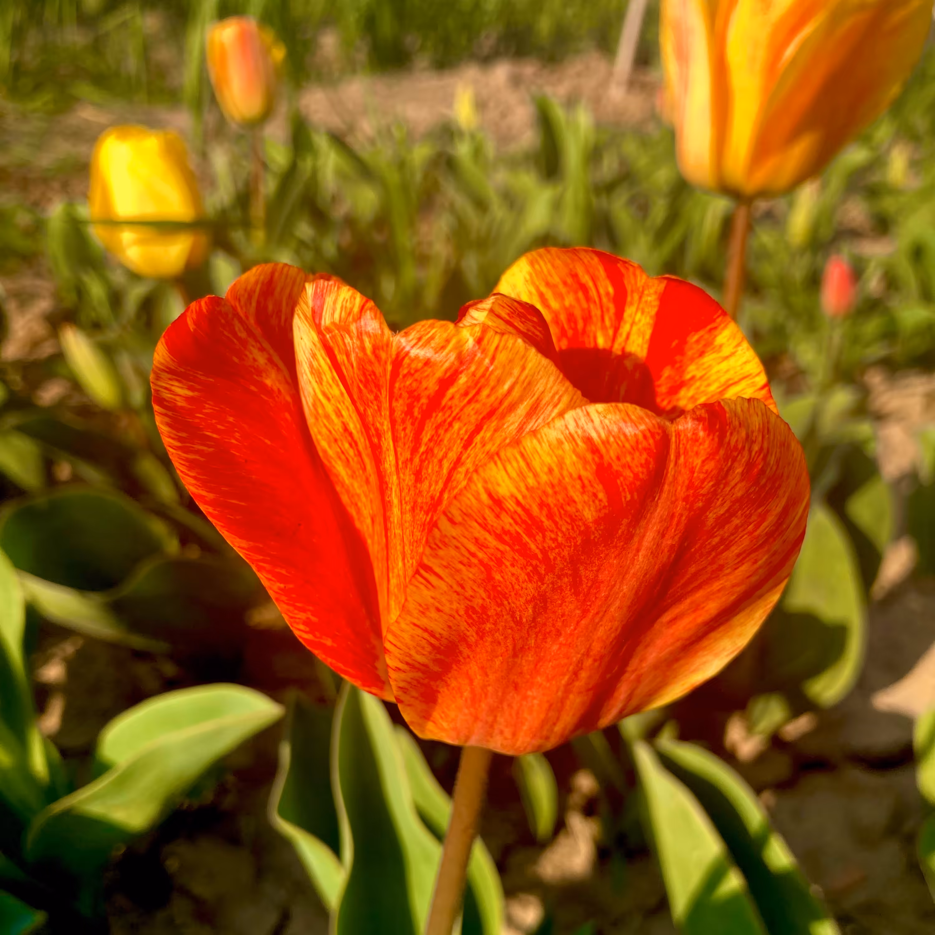پیاز لاله هلندی(10عددمیکس)