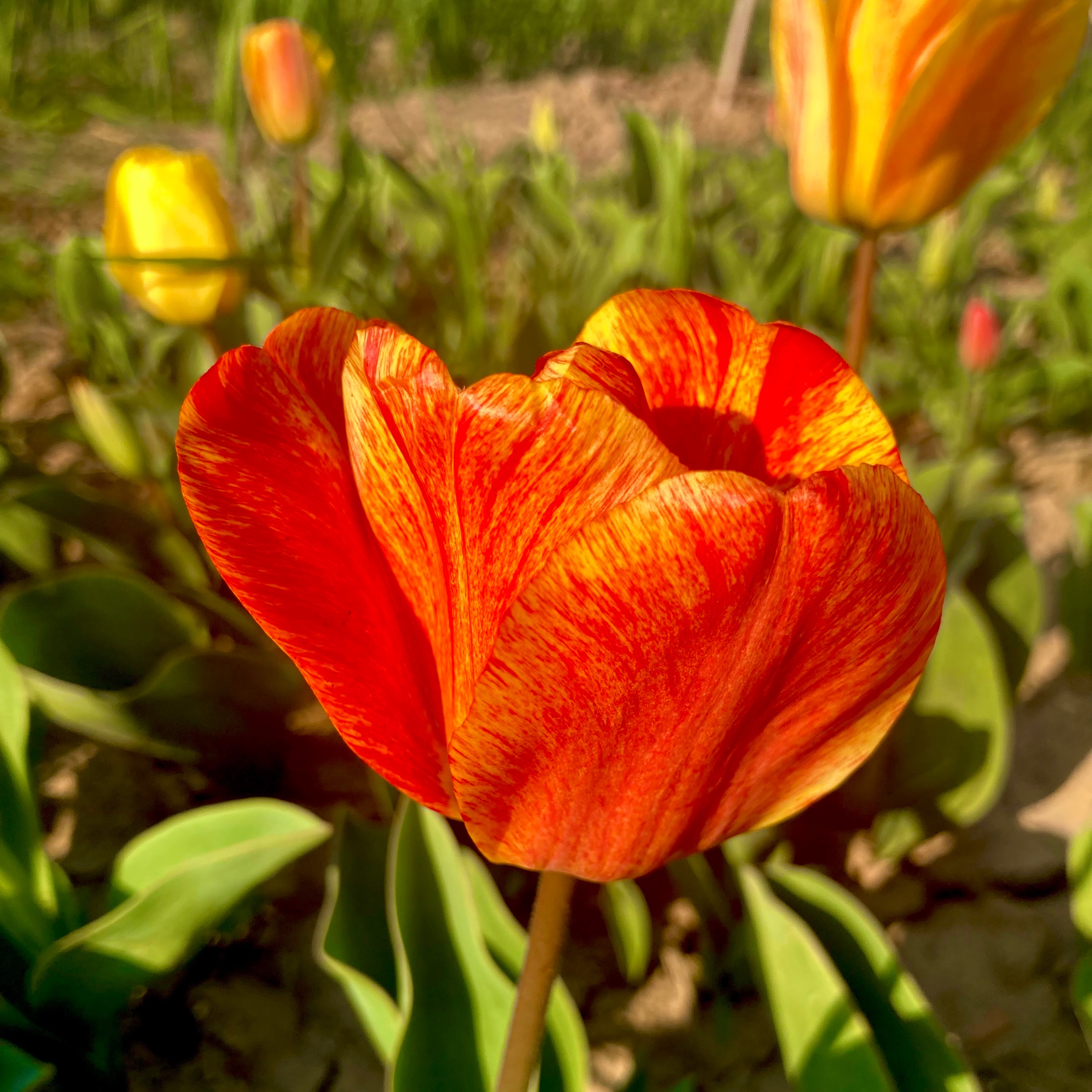 پیاز لاله هلندی(10عددمیکس)