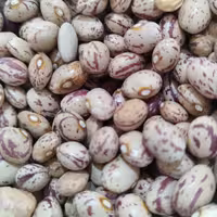 لوبیا چیتی درجه یک دستچین سود کمتر فروش بیشتر  بهترین پخت 