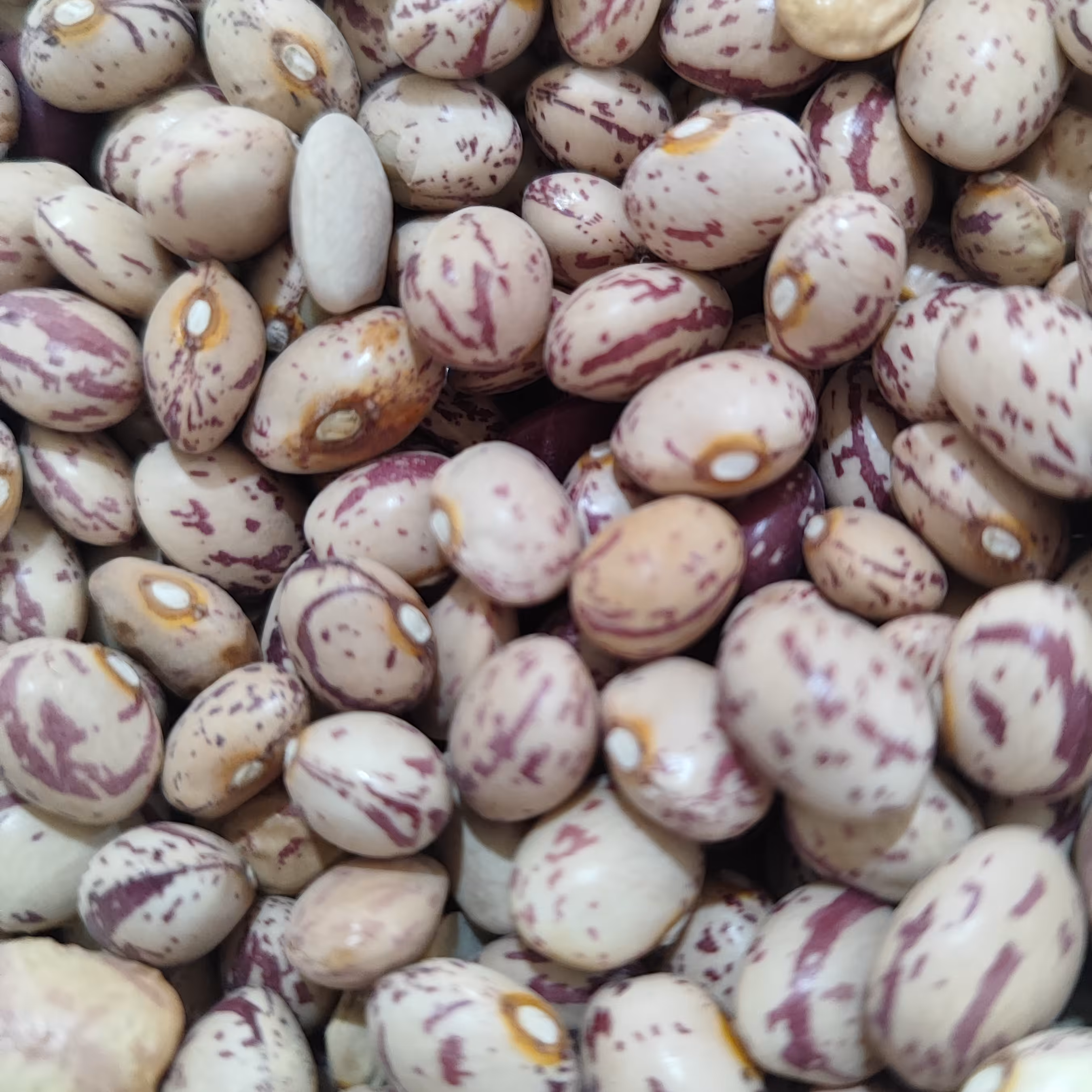 لوبیا چیتی درجه یک دستچین سود کمتر فروش بیشتر  بهترین پخت 