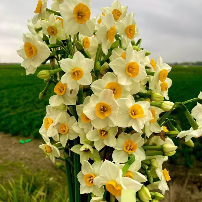 پیاز نرگس معطر ایرانی شیراز ( 5 کیلویی )