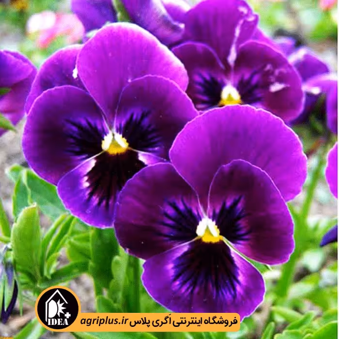 بذر گل بنفشه بسته بندی خانگی