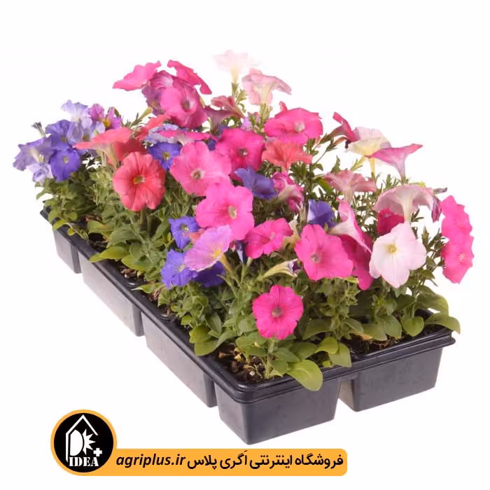 بذر گل اطلسی