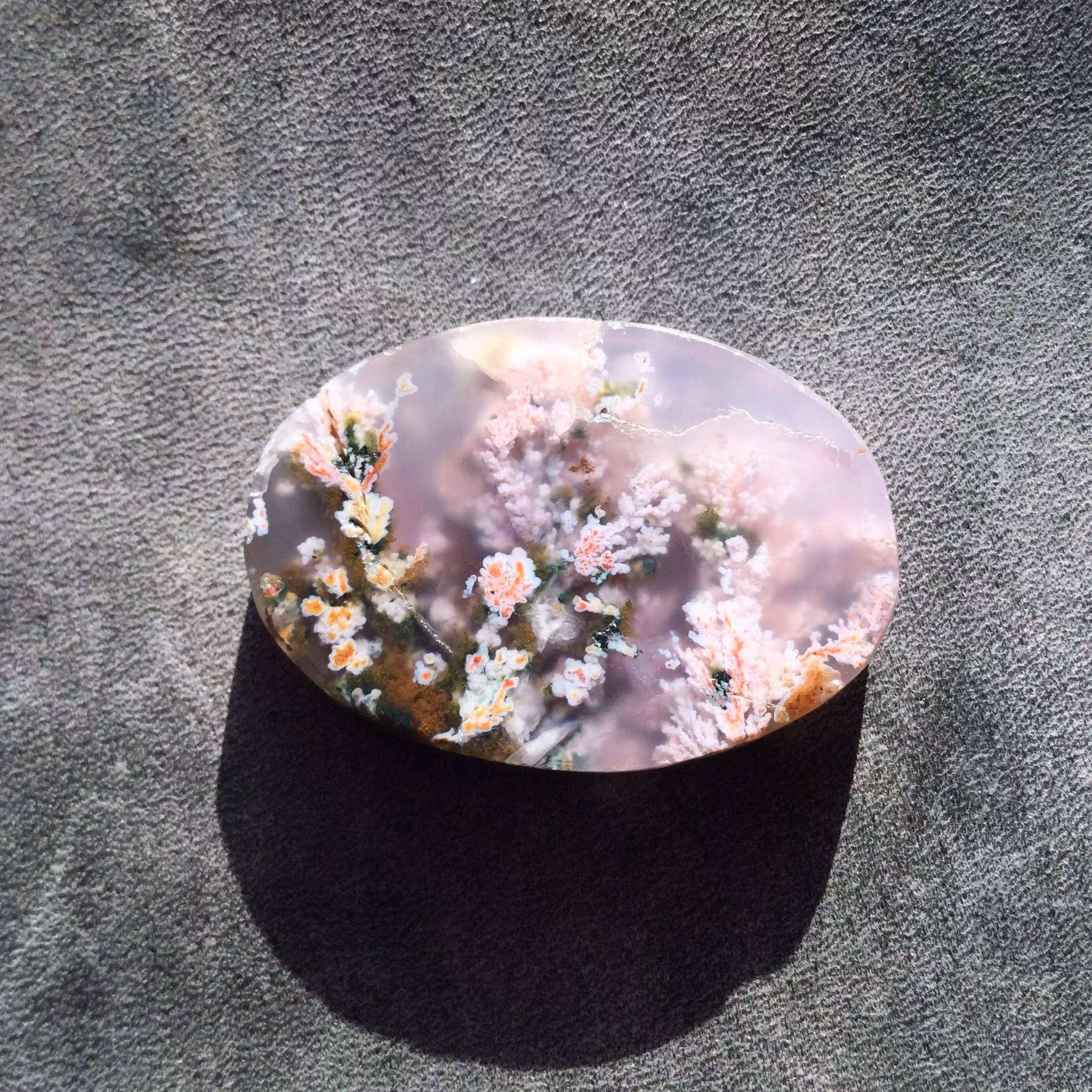 شجر هفت رنگ فردوس قیمت مناسب 