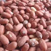 بادام زمینی ترد و تازه آستانه اشرفیه 500 گرمی فروشگاه گیتی