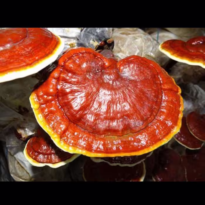 بذر قارچ گانودرما