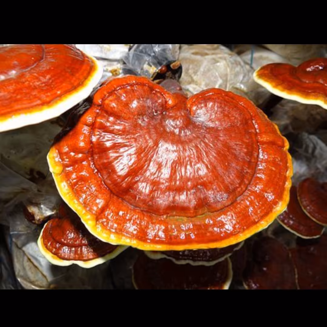 بذر قارچ گانودرما