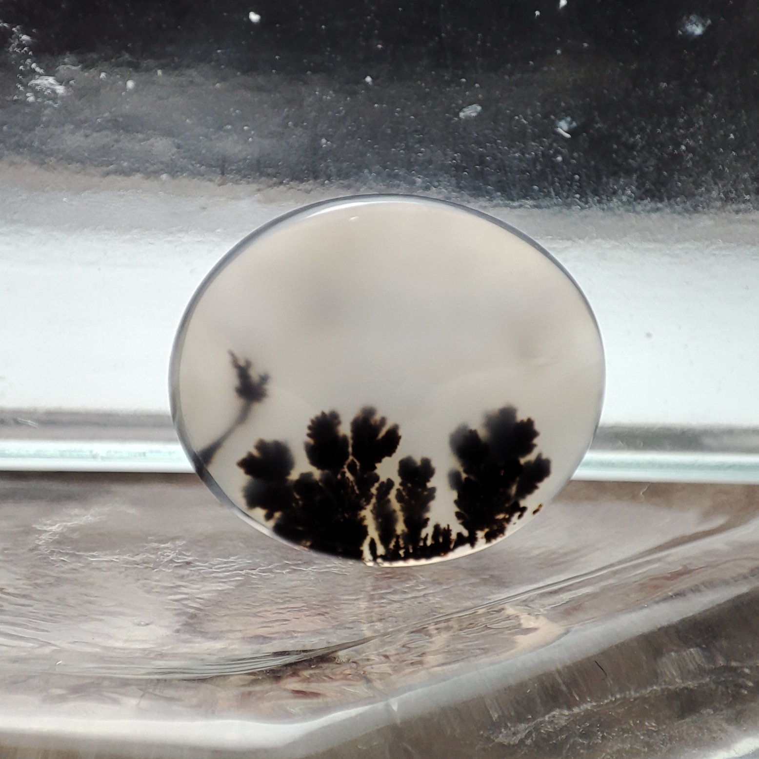 شجر قائن طبیعی و معدنی کد 920