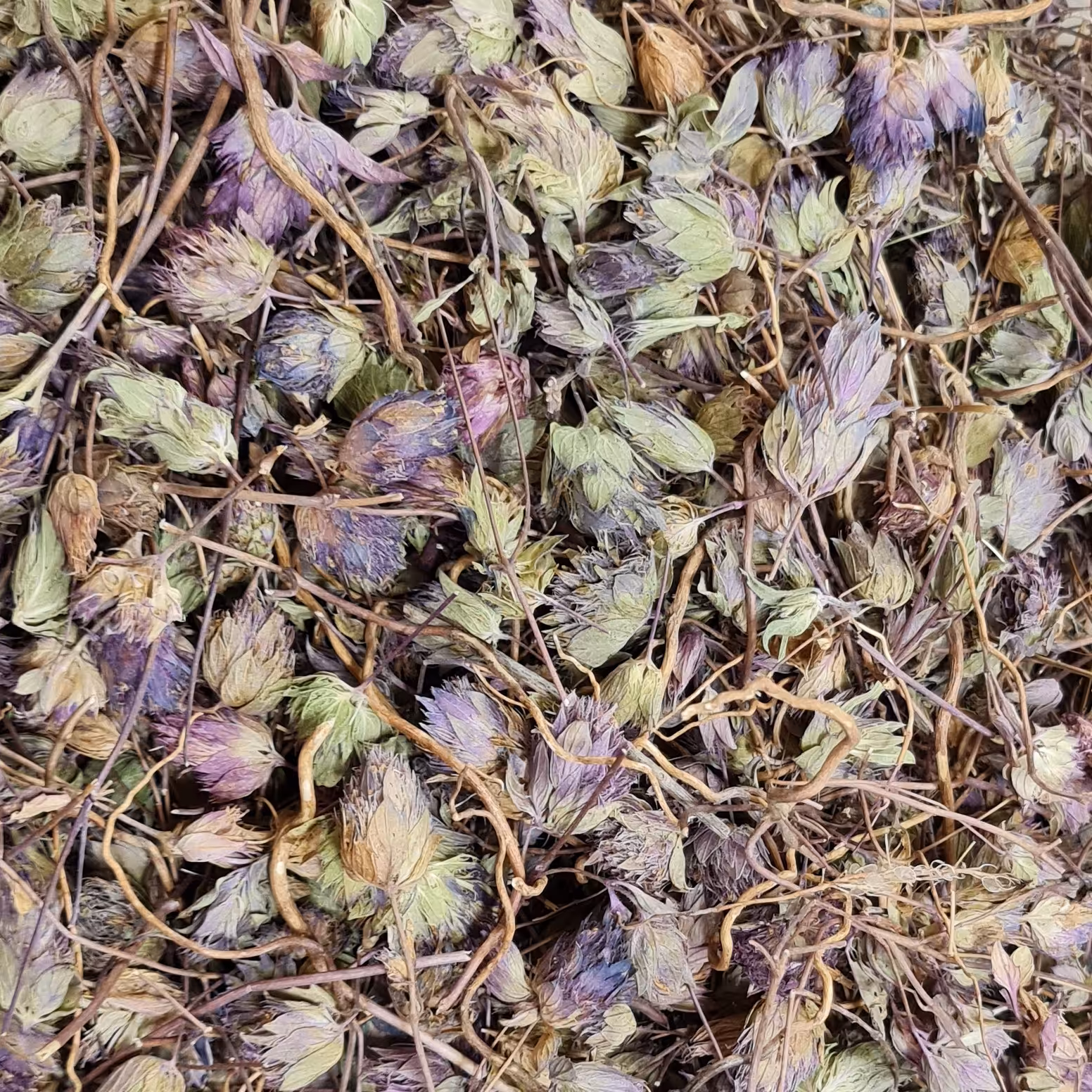  گیاه زوفا 50 گرمی، موثر در  بیماری های تنفسی و برونشیت 