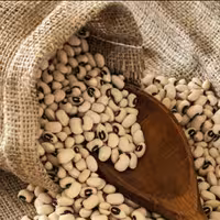 لوبیاچشم بلبلی لوبیا لوبیابلدی لوبا