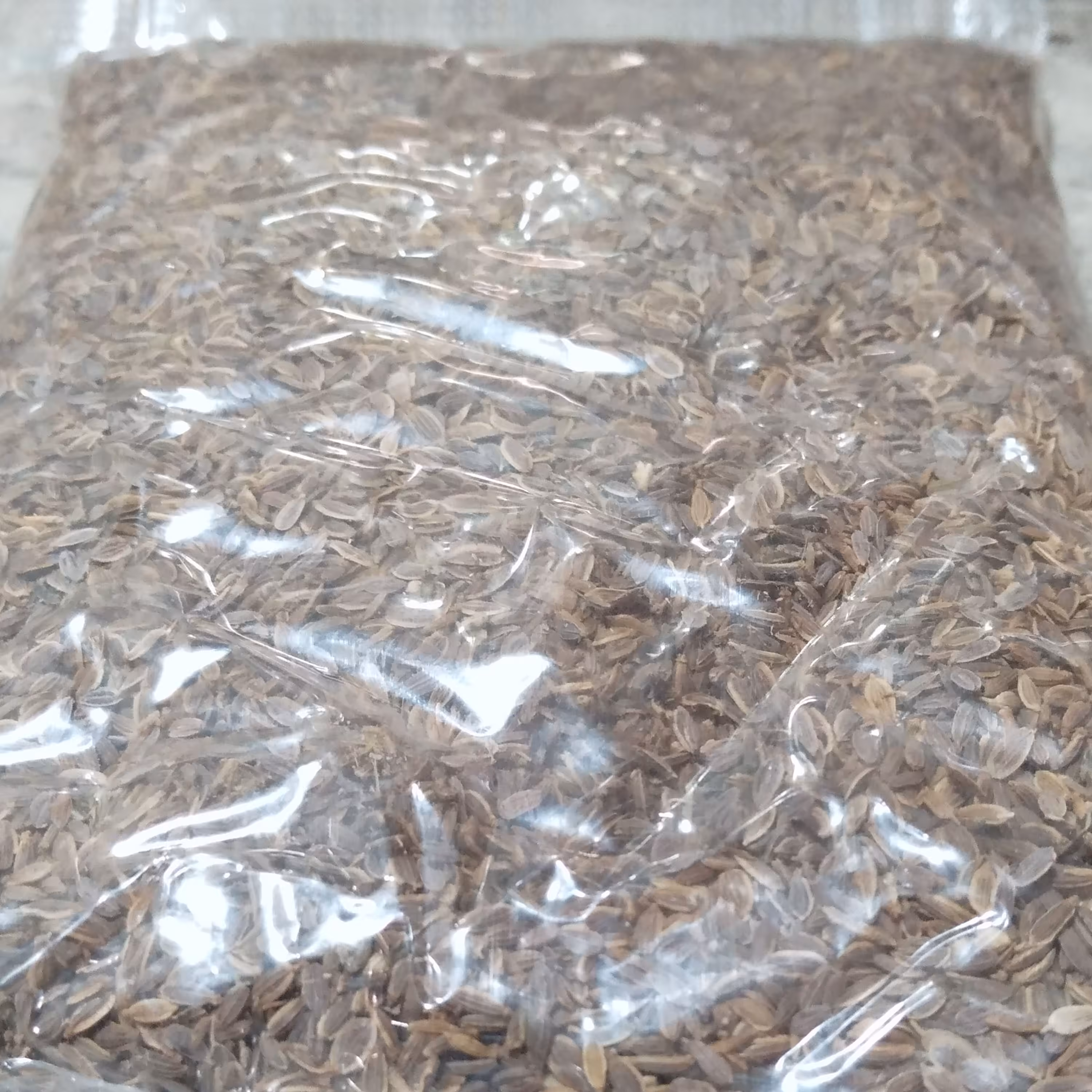 بذر شوید(تخم شوید یا شبت) 