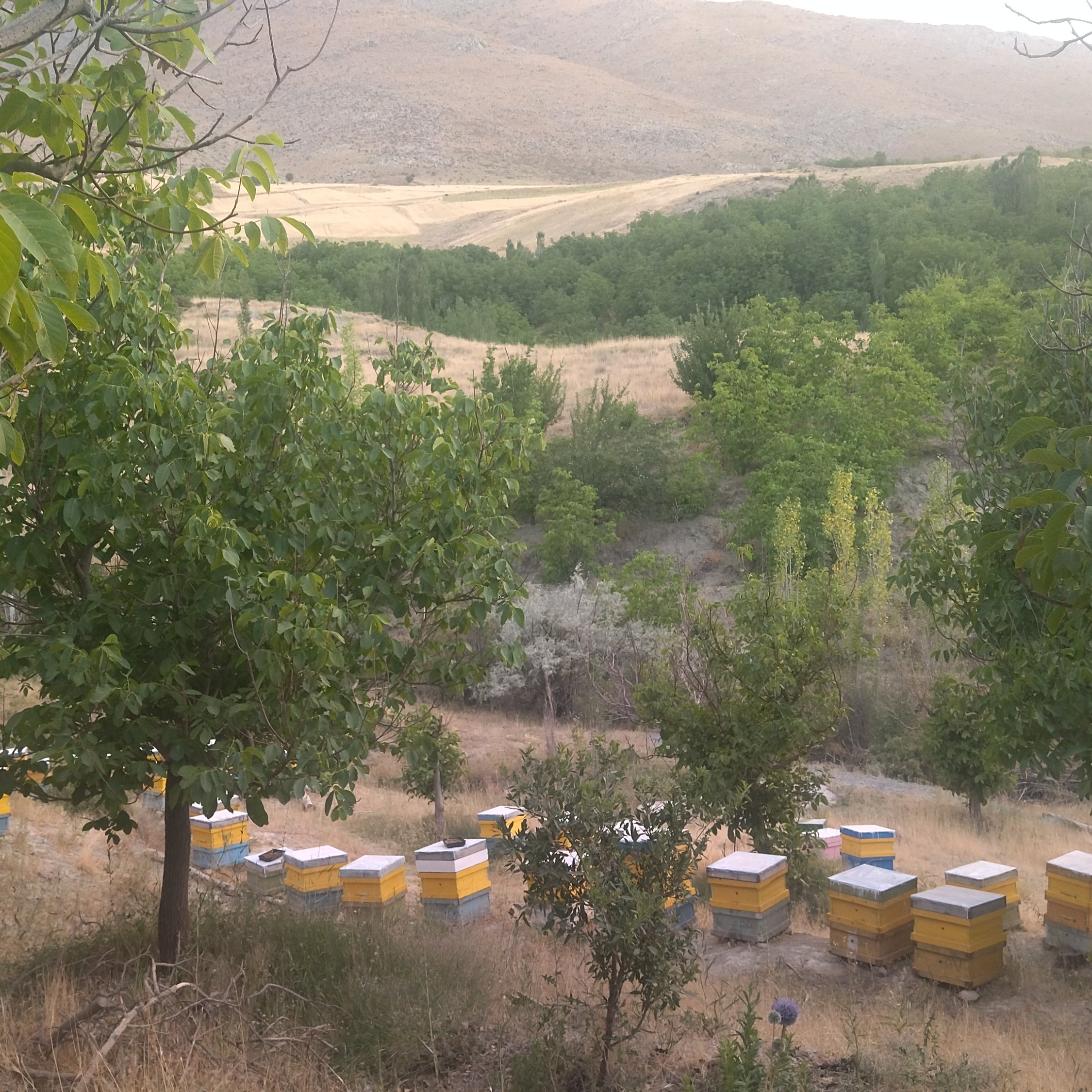 عسل چند گیاه کوهساران لرستان (مستقیم از زنبوردار)